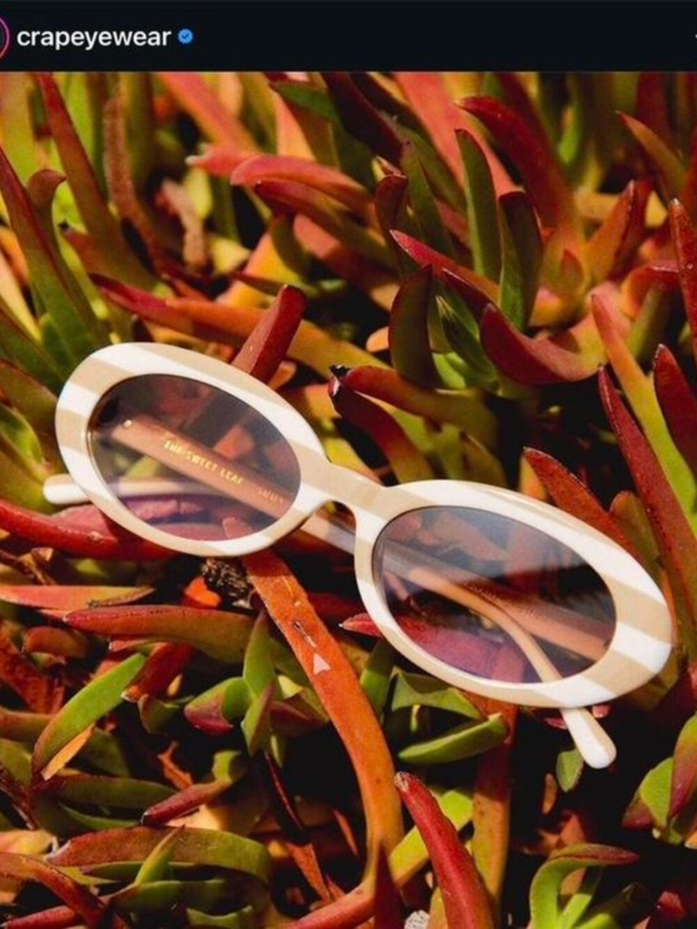 Crap Eyewear The Sweet Leaf Sunglasses Cream White Oval Frames Rare 🤍